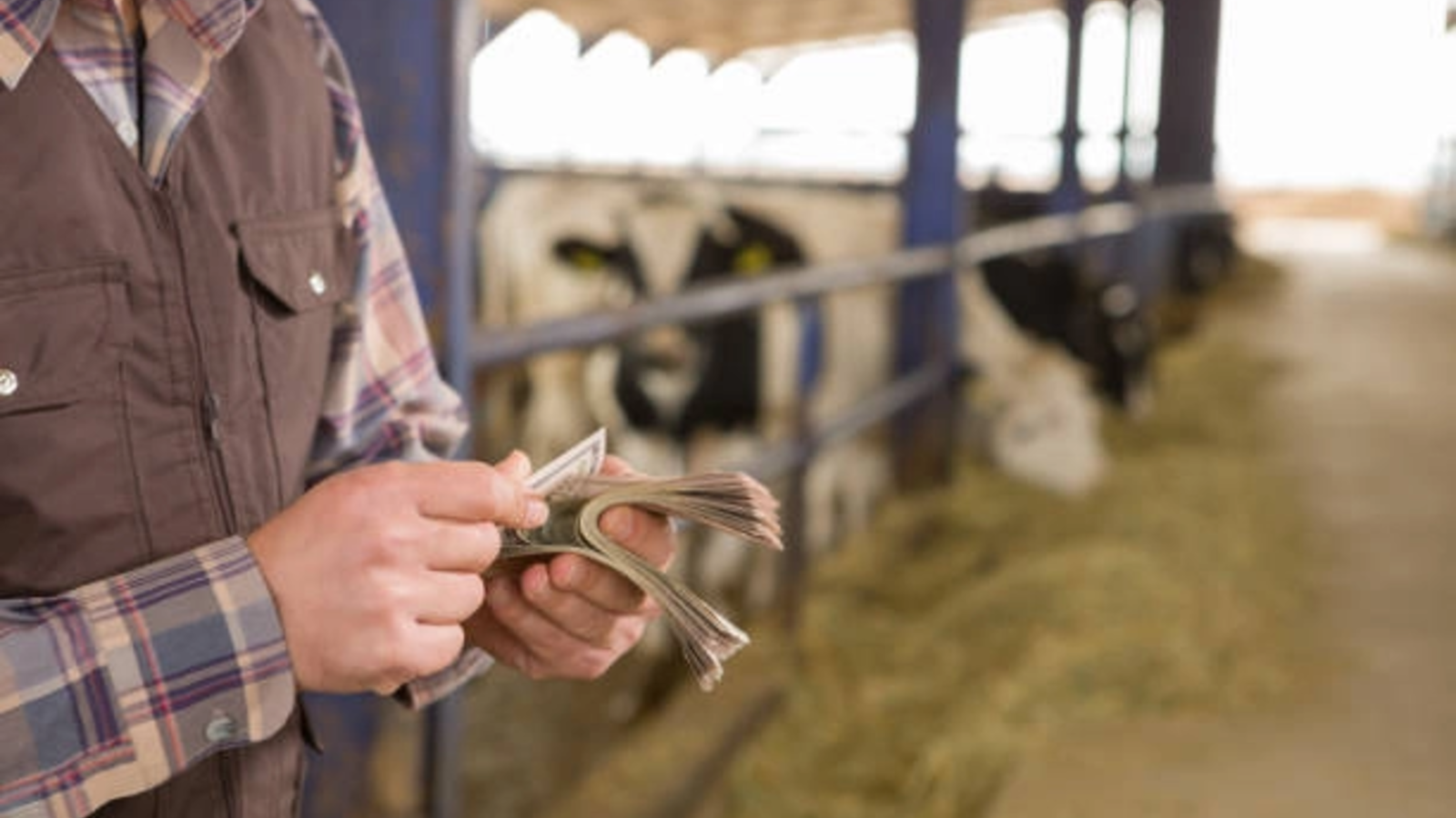 ajutor de stat pentru fermele de bovine validat de comisia europeana