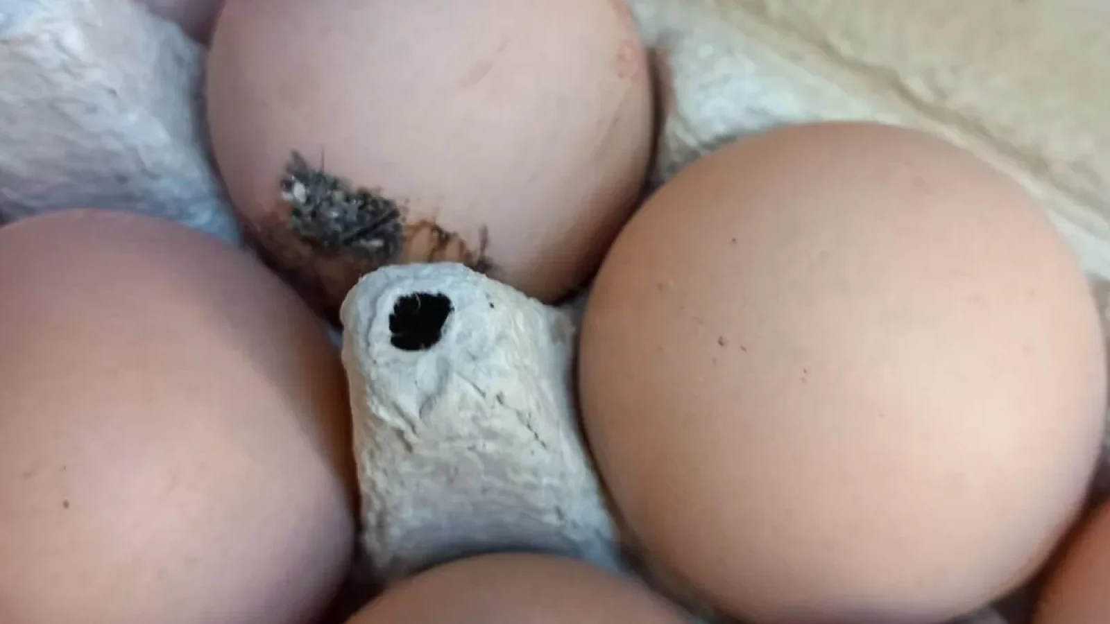 anpc a aplicat amenzi de 6 3 milioane lei in inspectiile din preajma pastelui