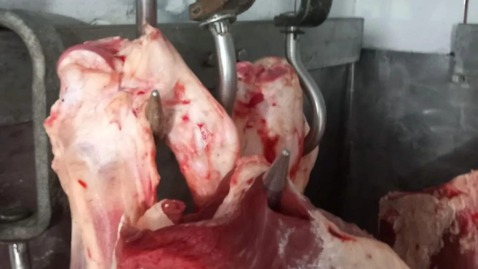 anpc a descoperit carne de miel in conditii insalubre la nivel national si a dat amenzi de milioane de lei