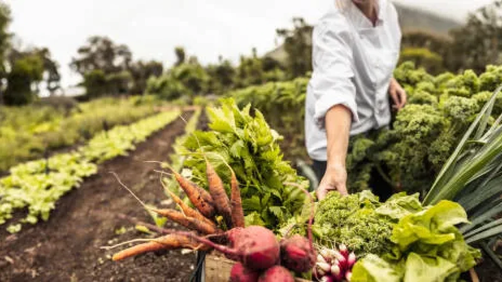 costurile agriculturii romanesti explodeaza energia si ingrasamintele alimenteaza scumpirile