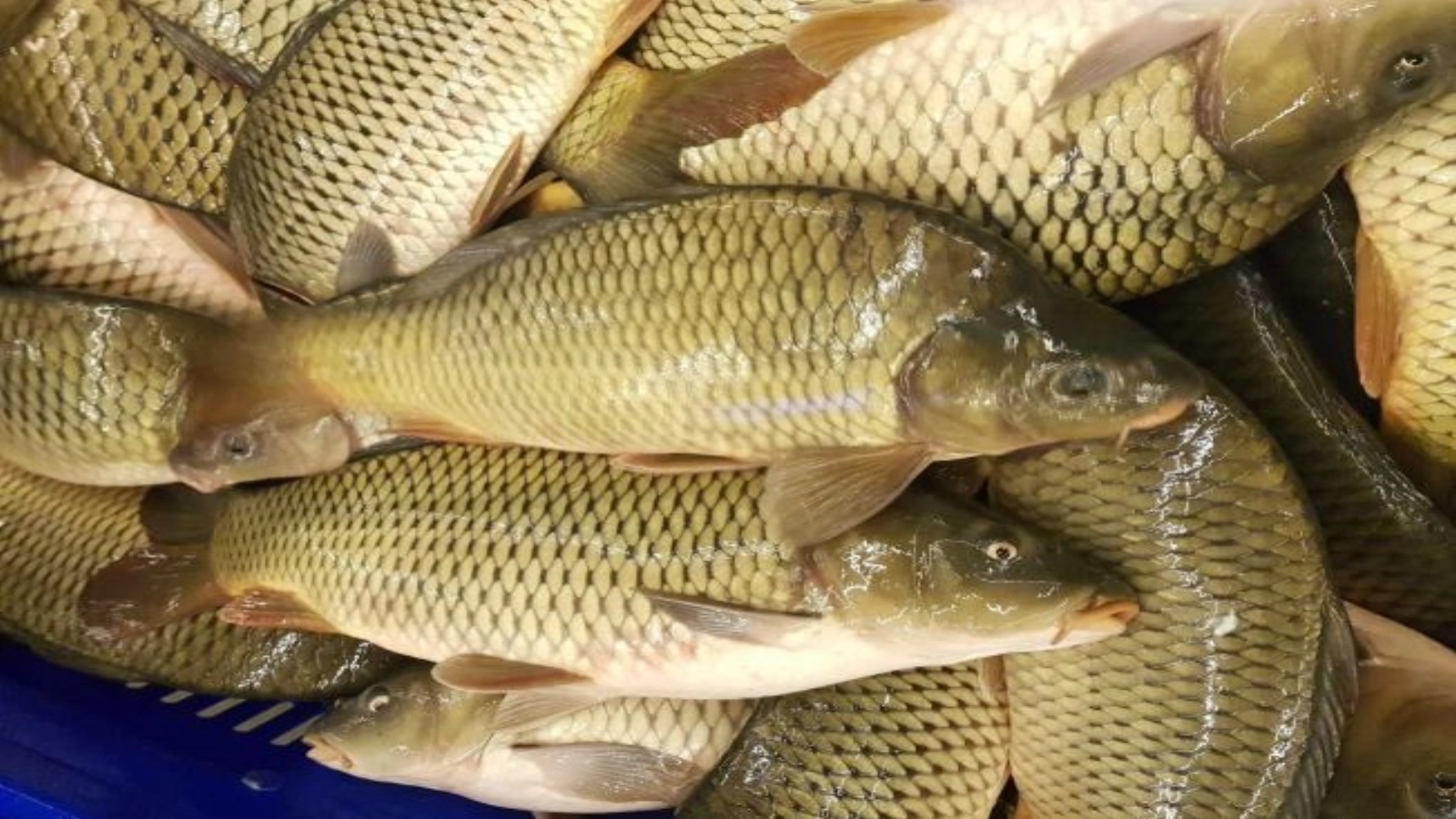 cresterea costurilor cu combustibilul forteaza pescarii din delta dunarii sa majoreze preturile la peste