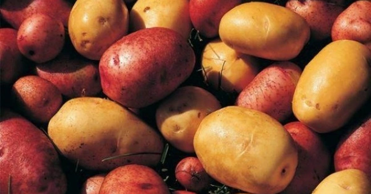 criza supraproductiei de cartofi zguduie europa preturi in cadere libera si nemultumiri in randul fermierilor