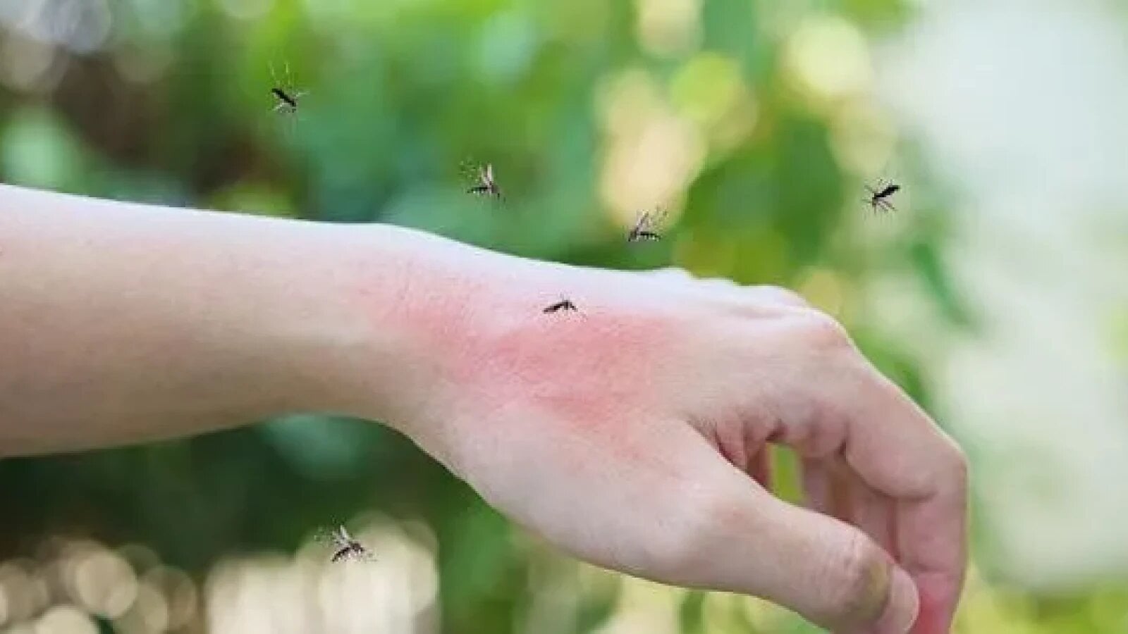 dsp sibiu avertizeaza asupra riscului de infectare cu virusul west nile 5 decese si 83 de cazuri la nivel national