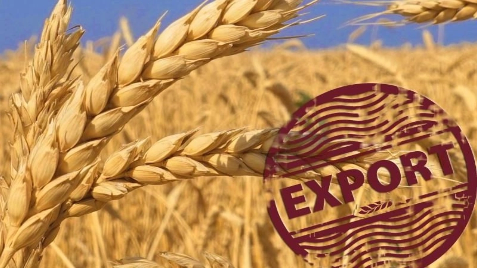 exporturile de grau ale rusiei afectate de atacurile din marea neagra
