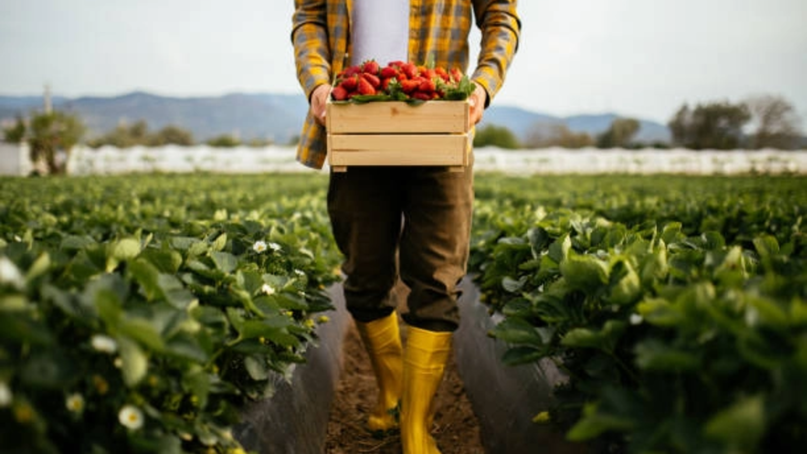 fermierii romani in criza finantarea este aproape inaccesibila iar unii renunta total la ingrasaminte