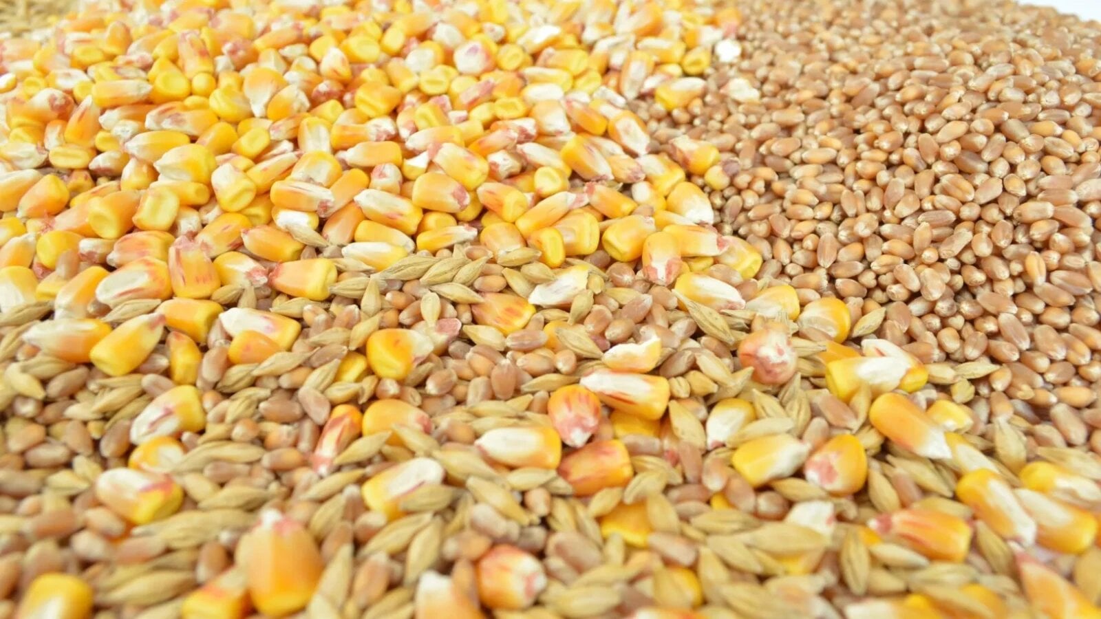 granele se aduna in silozuri dar lipsa banilor ii apasa pe agricultori cum arata piata graului si porumbului