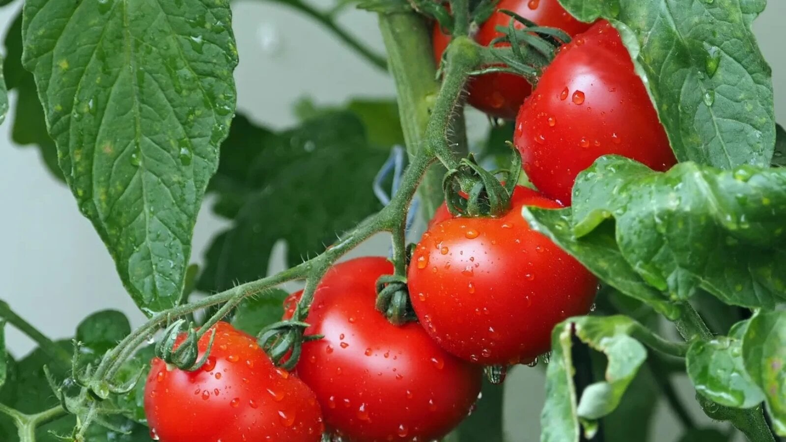 preturile tomatelor in europa depasesc media ultimilor cinci ani piata cu diferente semnificative de la o tara la alta